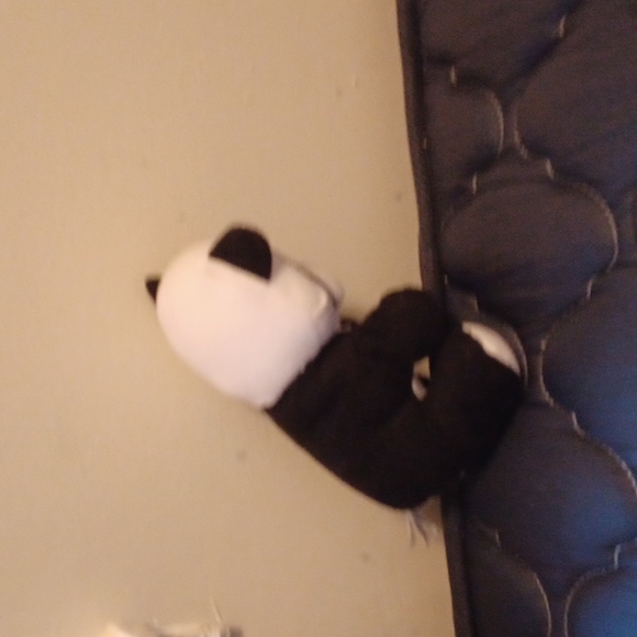 Bear - Picture 4 of 4